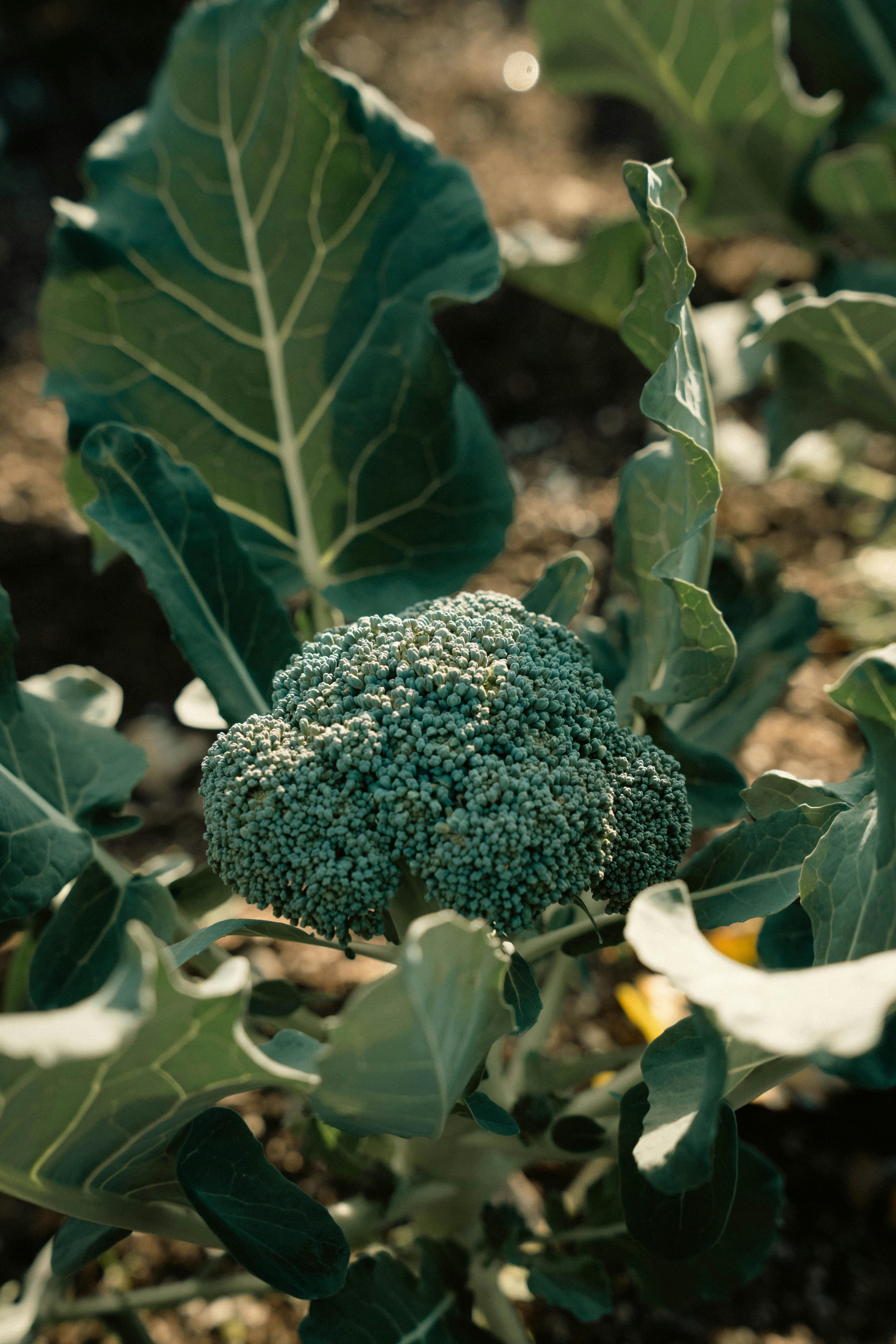 brocolli