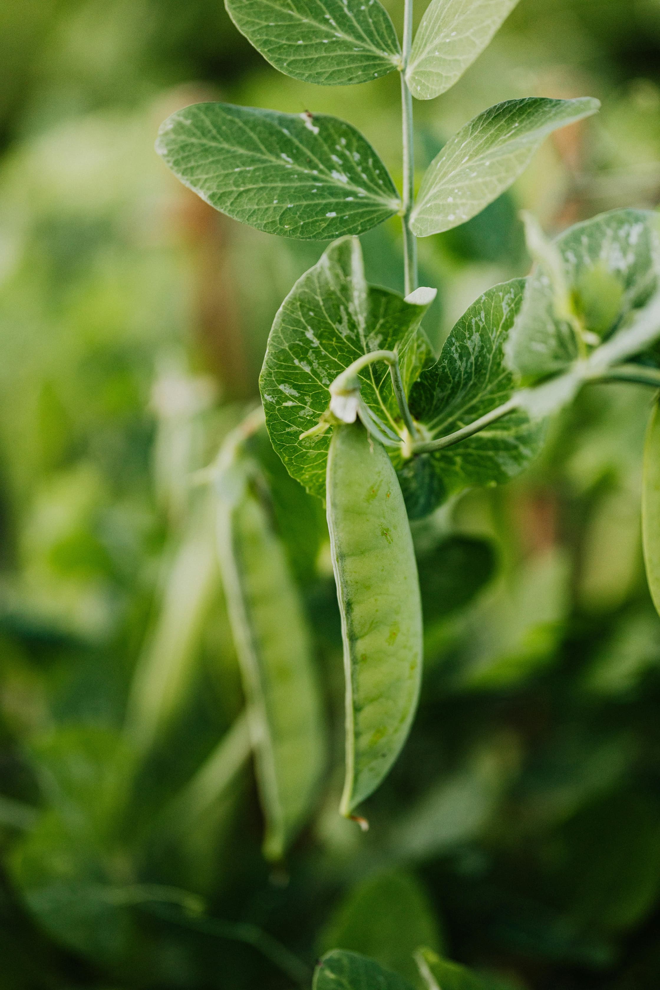 pea